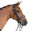 Bridle Horse